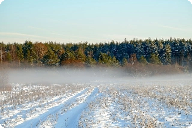 하얀 눈이 덮인 밭